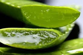 Cómo conservar el aloe vera (sábila)